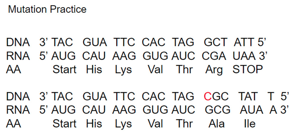 Example of Insertion Mutation.