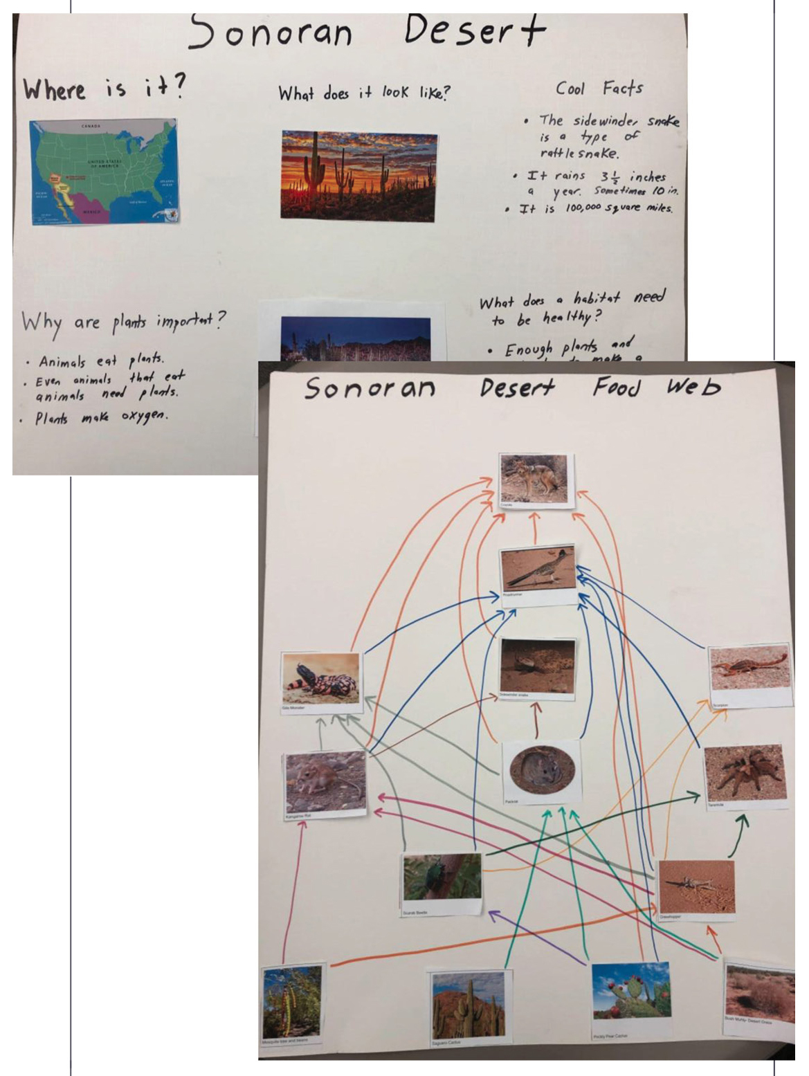 Figure 2 Sonoran Desert student poster.