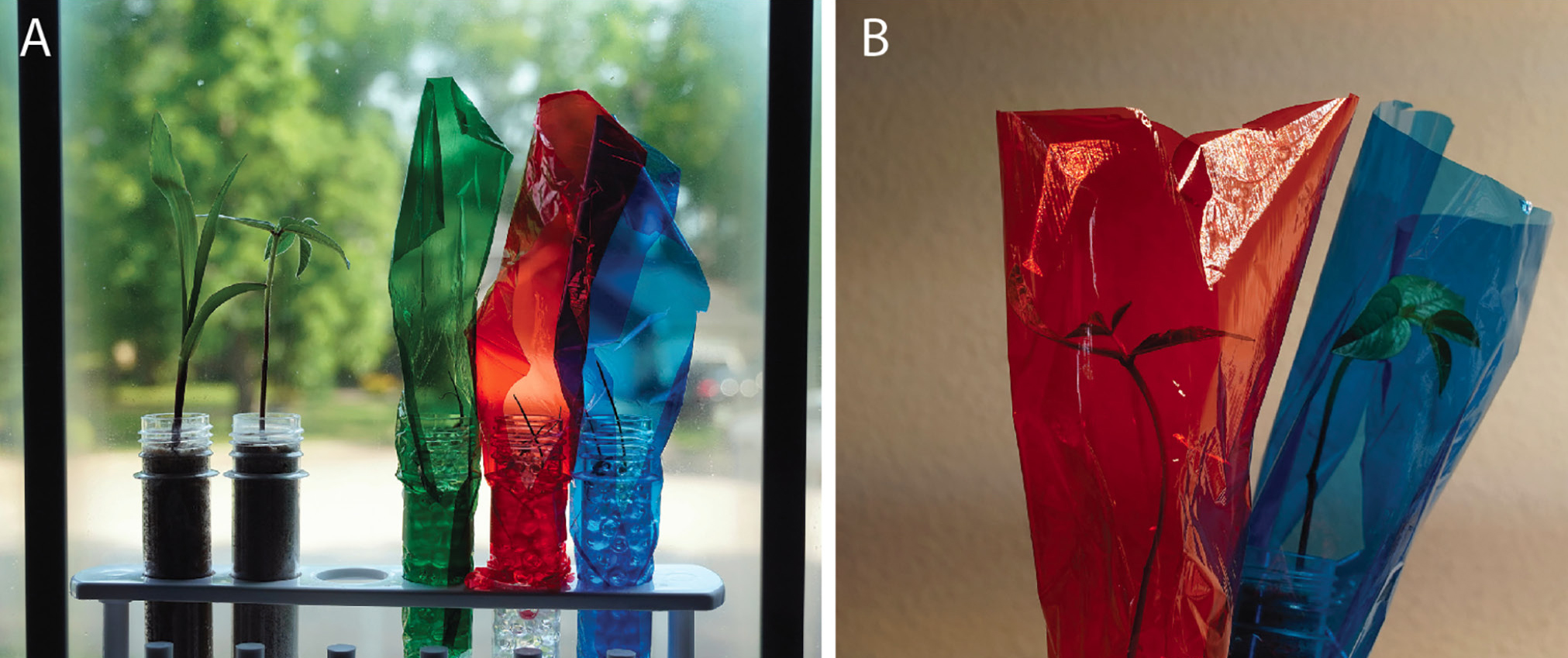 Figure 3. Two growth experiments under different lighting conditions: (A) an experiment looking at the effect of light on growth and behavior of plants, with experiment set up on a window sill; (B) two mung bean plants with an LED source to the right of the picture, showing the mung bean plant in the blue cellophane bending toward the light, while the plant in the red cellophane is insensitive to the direction of the light. These illustrations show only one plant per color treatment, but in reality, more pl
