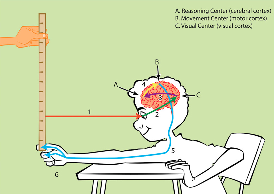 Figure 4 student holding meter stick