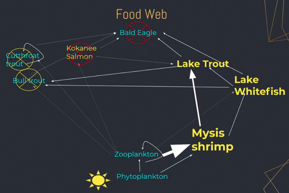 Food web showing how the introduction of the Mysis shrimp influenced the other organisms in the lake, resulting in the population crash of the Kokanee salmon and bald eagle.