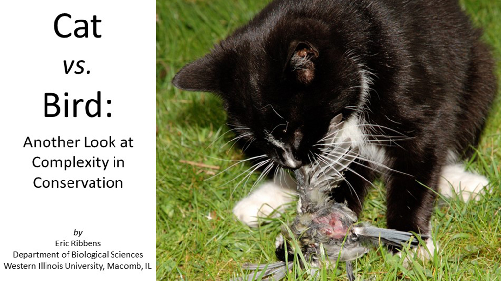 Cat vs. Bird