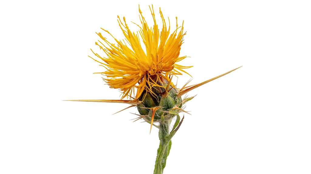 The Thorny Issue of the  Yellow Star-Thistle