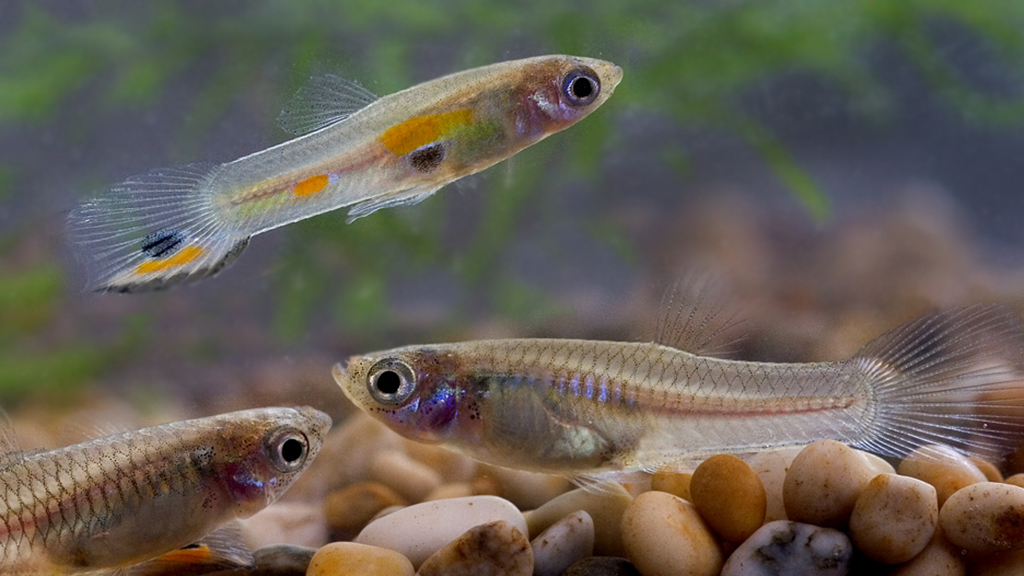 Evolution and Plasticity in Guppies