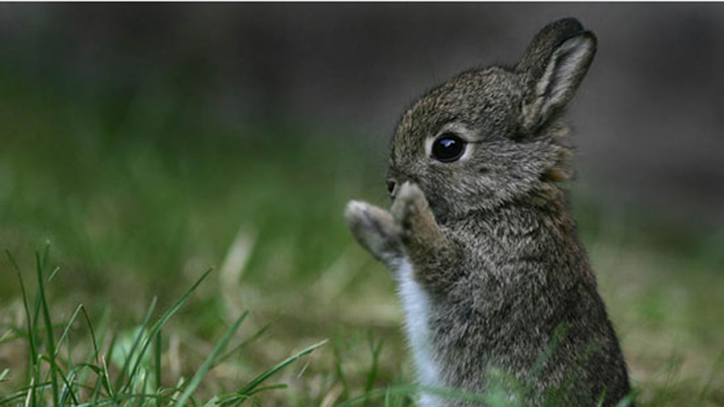 Mini Cases on Choosing Appropriate Statistical Tests for Ecological Data