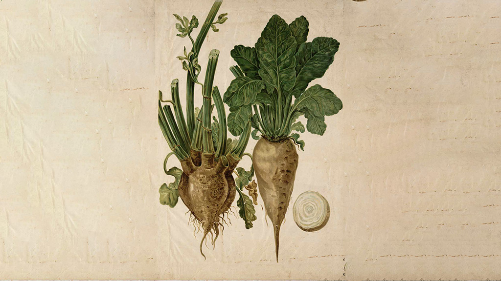 Sweet Beets: Making Sugar Out of Thin Air
