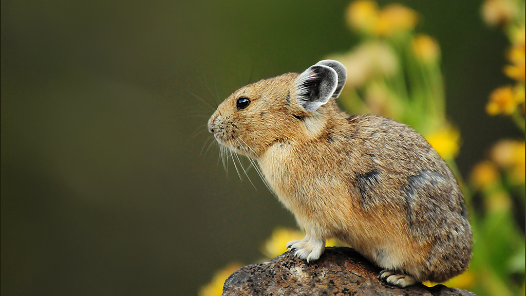 The Perilous Plight of the Pika