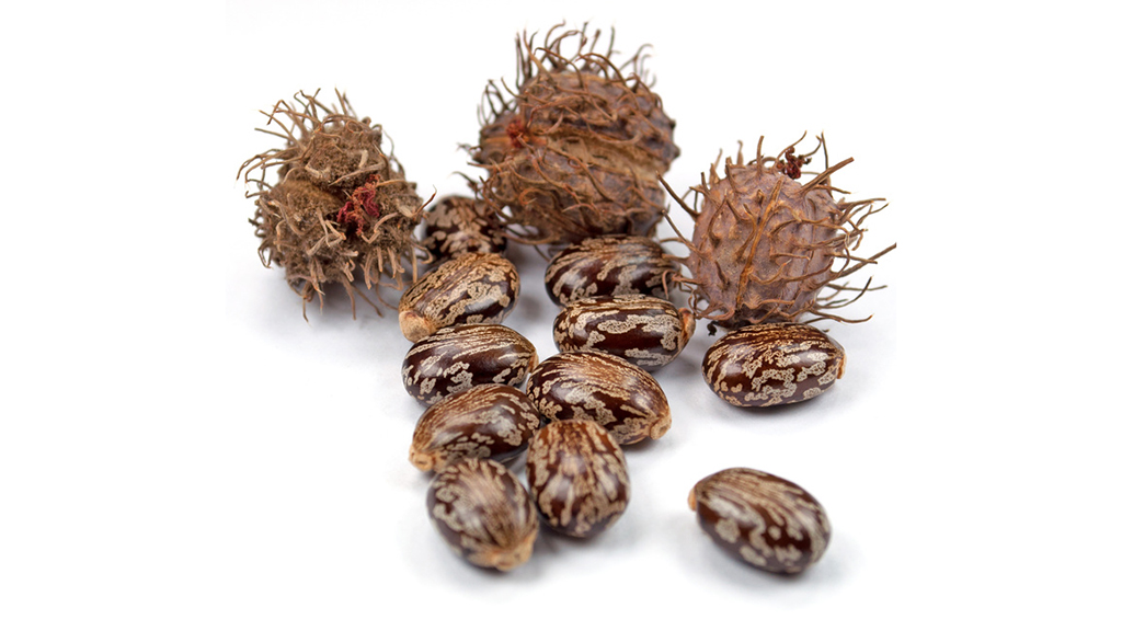 Rice ’n Beans or Ricin Beans?