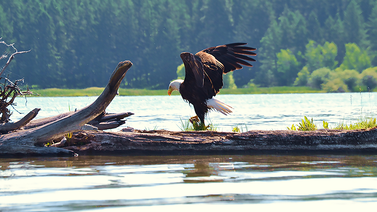 The Eagle Has Fallen