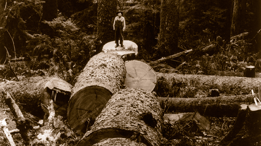 The Last Spruce Grove