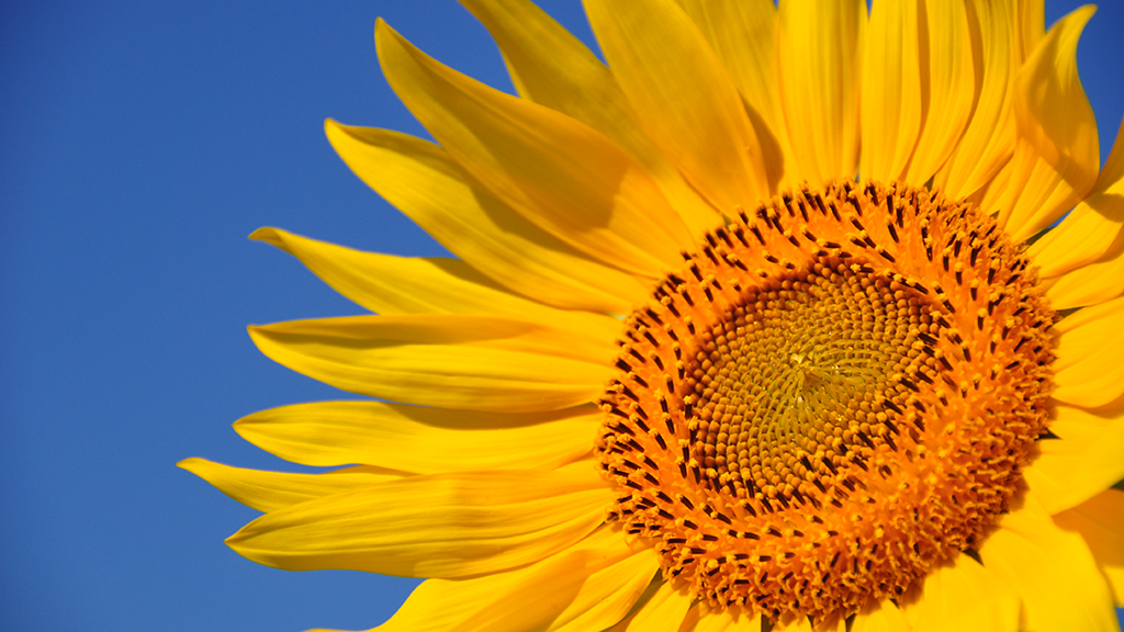 Unintended Consequences of Plant Domestication on  Plant-Insect Interactions