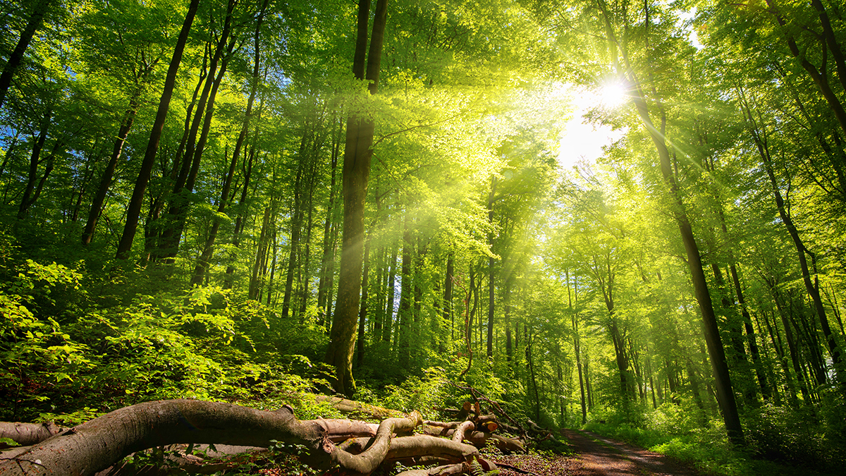 Panels v. Trees
