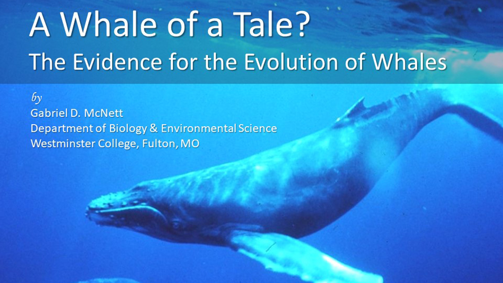 A Whale of a Tale?