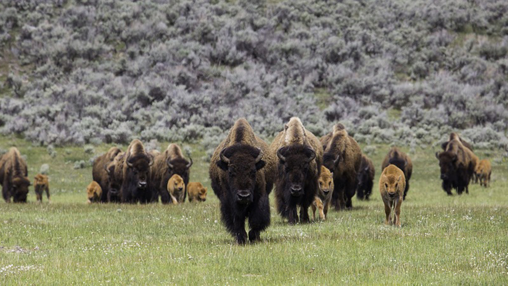 Cauldron of Democracy