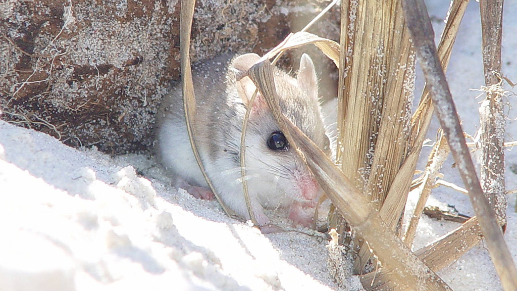 Selection and the Blond Beach Mouse