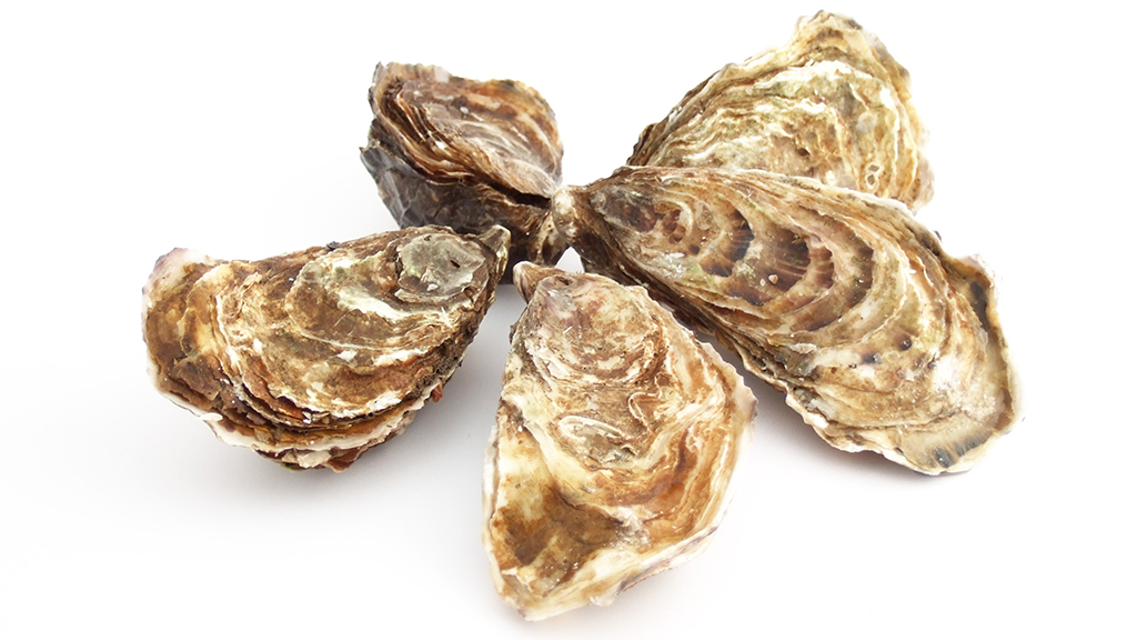Can Suminoe Oysters Save Chesapeake Bay?