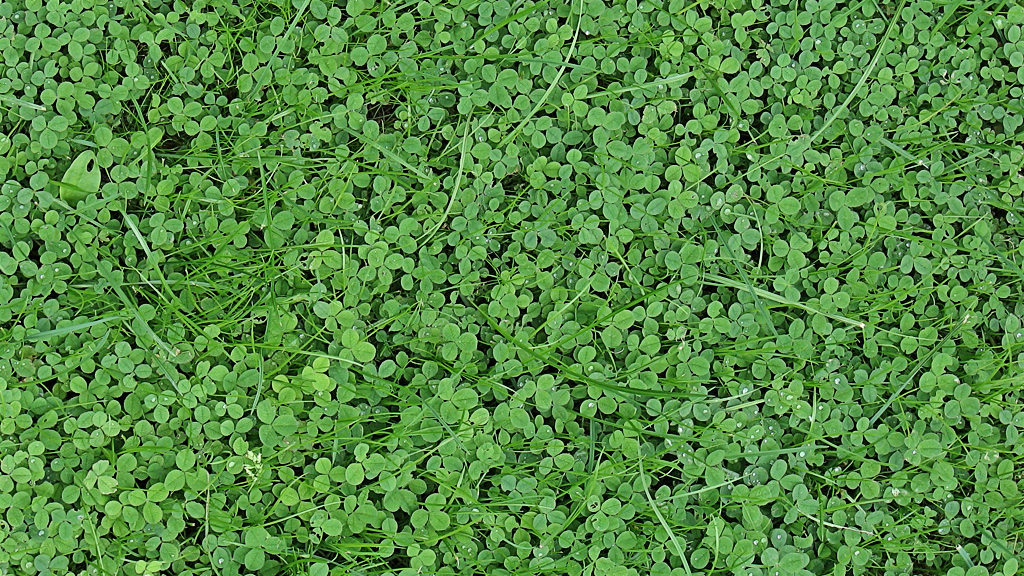 I'm Looking Over a White-Striped Clover