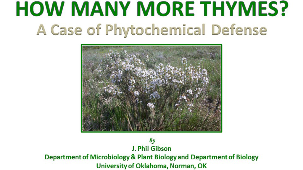 How Many More Thymes?