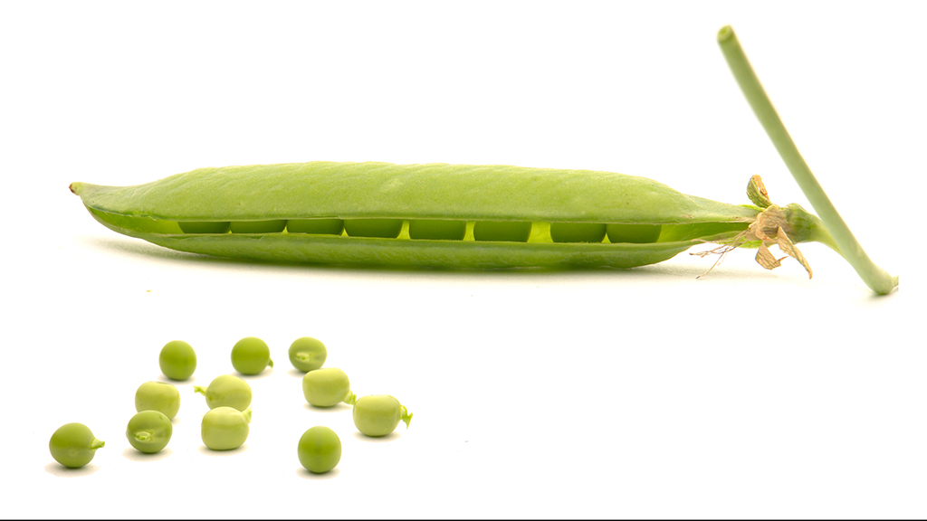 Joel E. Greengiant Learns About Peas