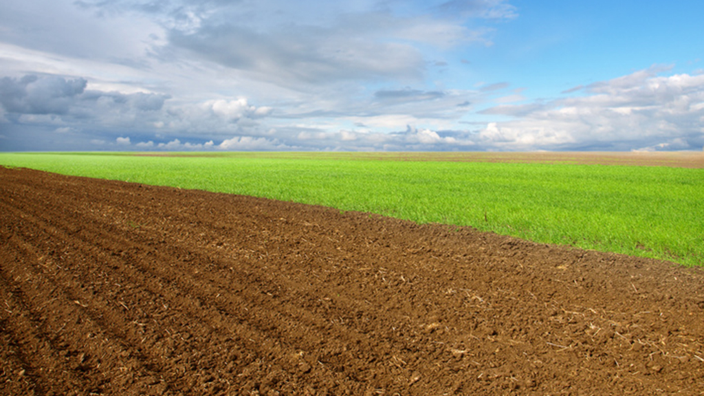 From Prairies to Corn Fields for Fuel