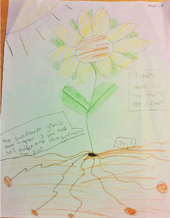 A student’s initial model of what causes a sunflower to gain weight as it grows.