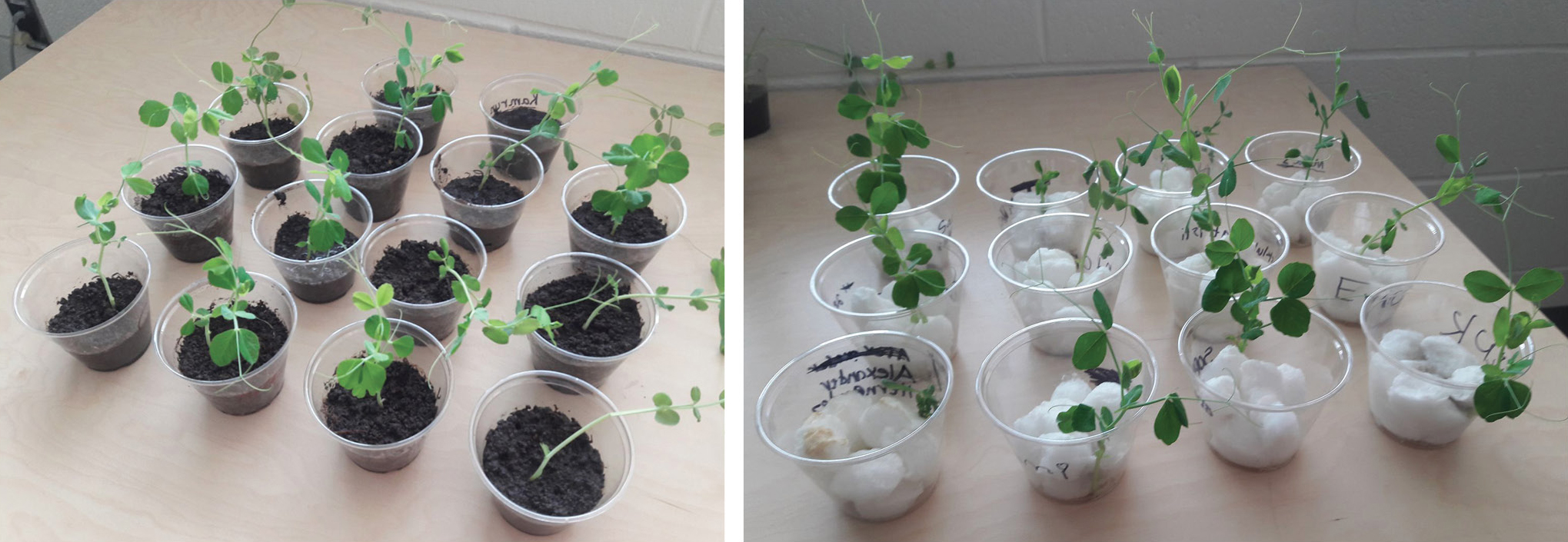 Students plan and conduct an investigation to gather evidence that plants can grow in the absence of soil. The pea plants growing in cotton balls are just as tall and healthy as the plants in the soil.