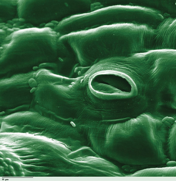 Electron microscope image of a leaf. The plant uses small openings (stomata) to exchange gases with the environment.