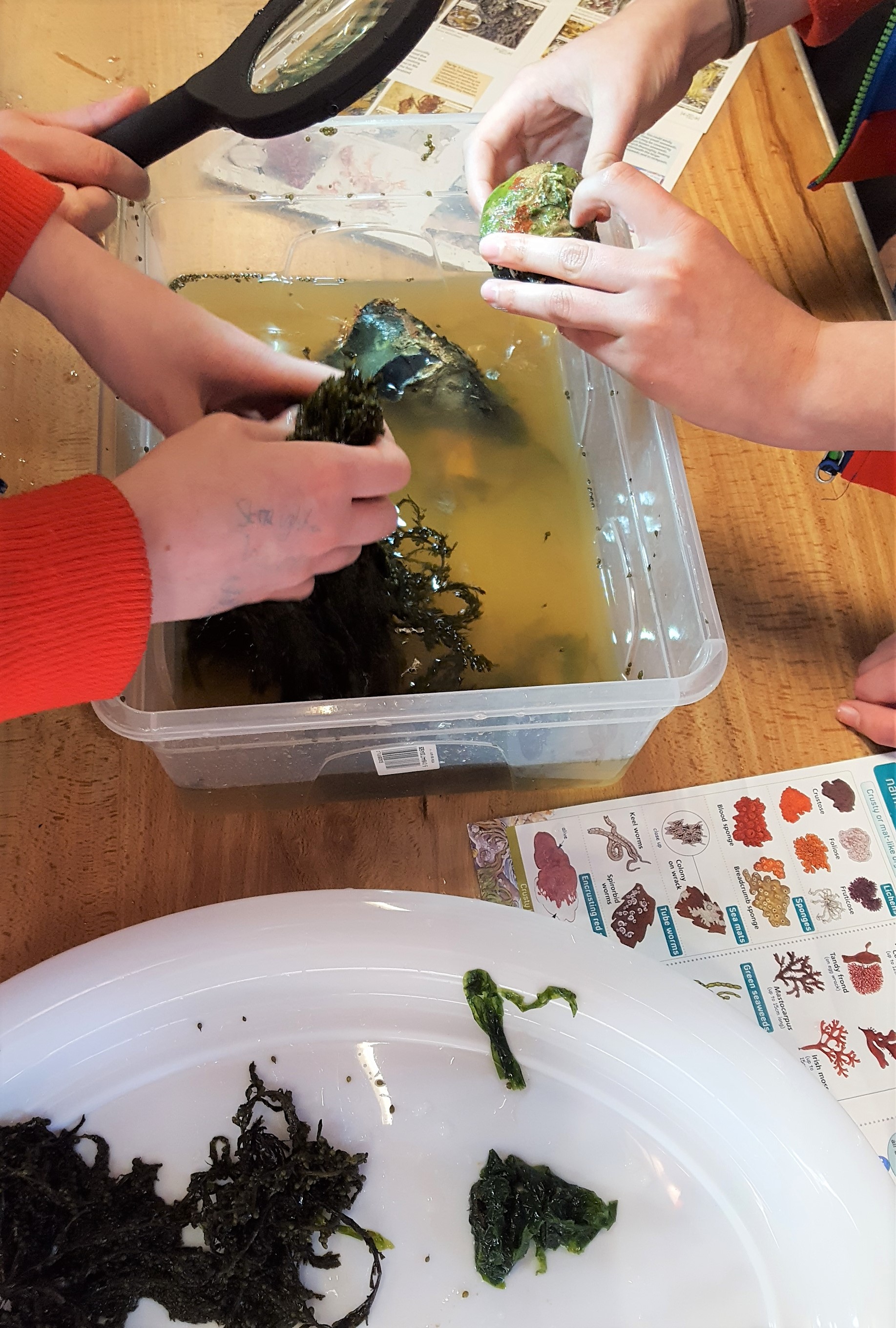This photo illustrates the setup at the introductory session in 2019. Youth handled and smelled samples of seaweeds and had access to tools such as ID guides and magnifying glasses to support their identification of the seaweeds.