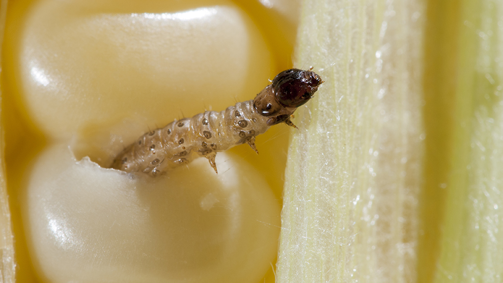 Experimental Design and Statistical Analysis