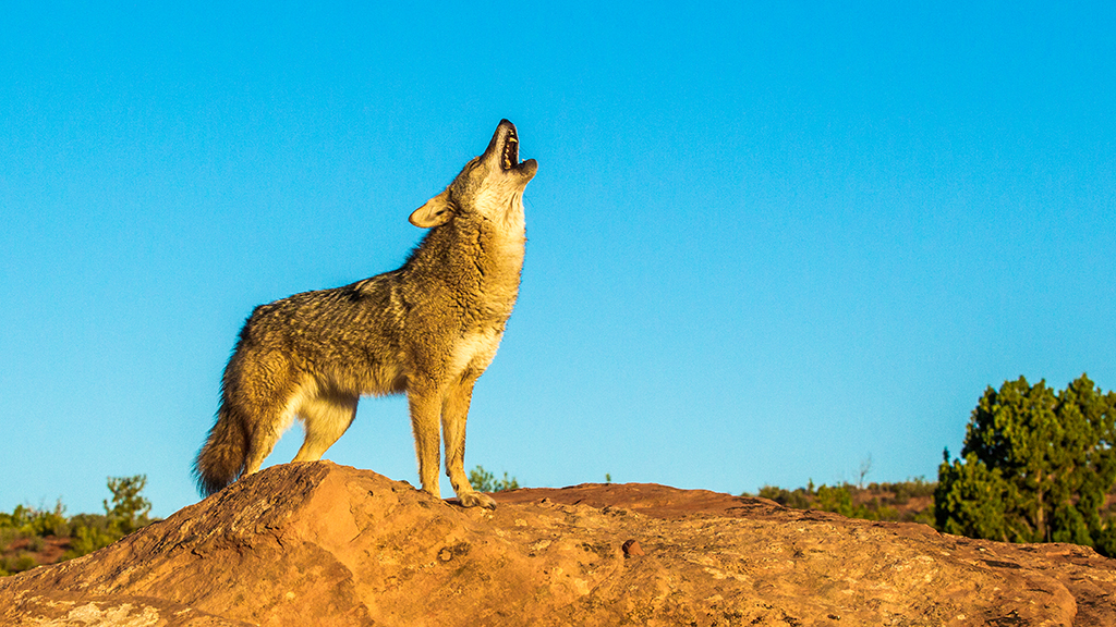 The Effects of Coyote Removal in Texas