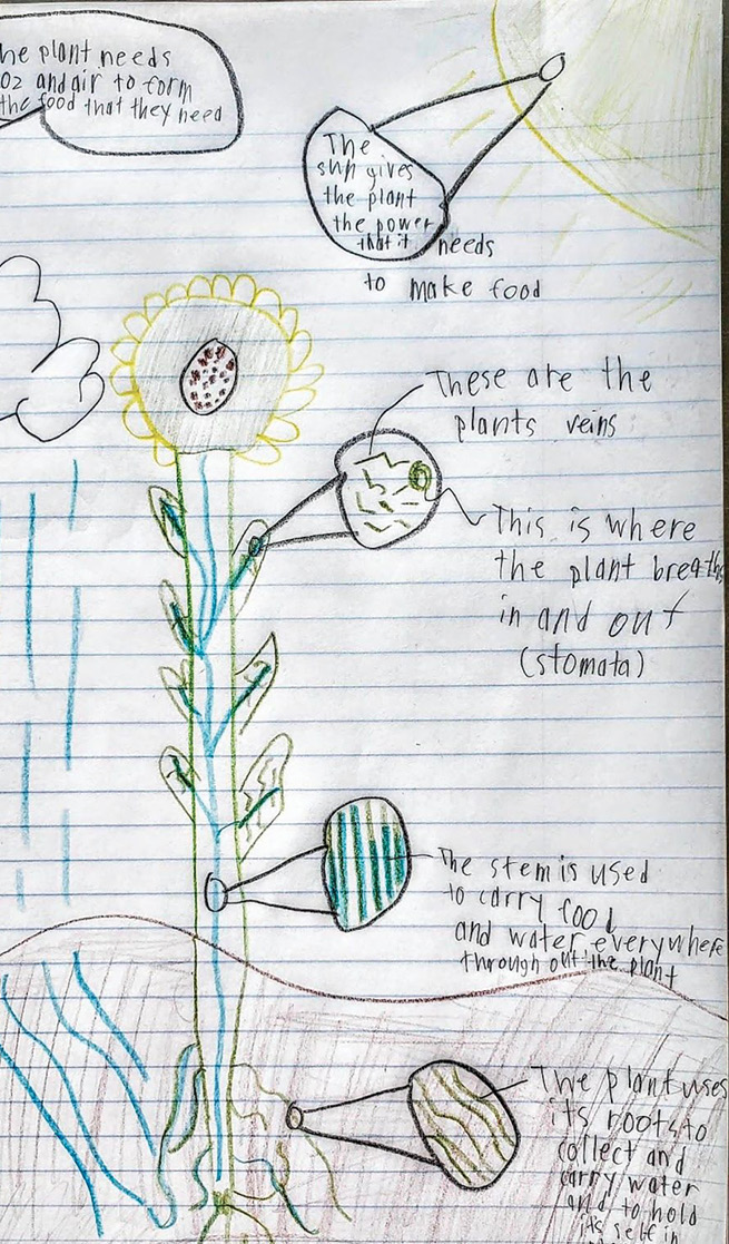 A student’s final model explaining that air and water (not soil) are the materials transformed into food for the growing plant.