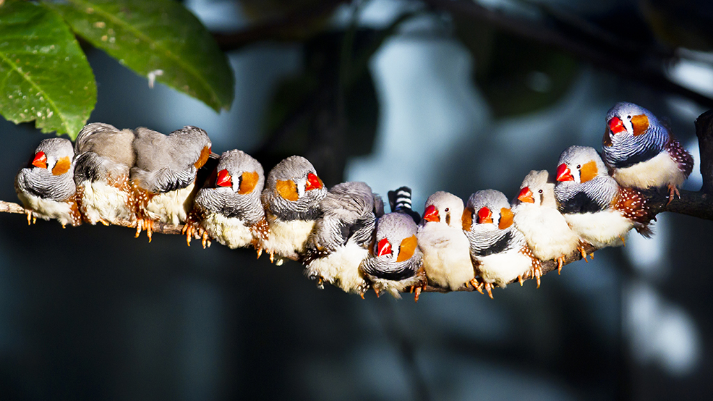 A Song from the Past