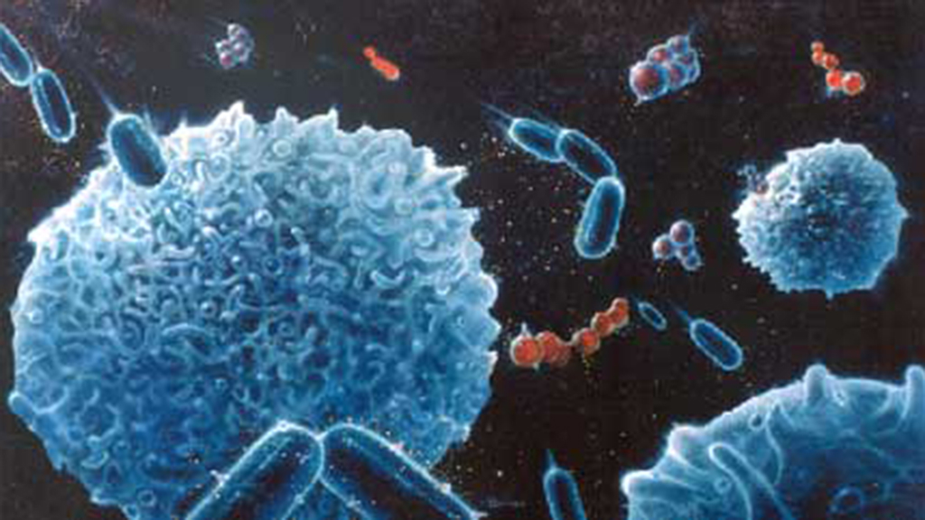 The Haemophilus Vaccine