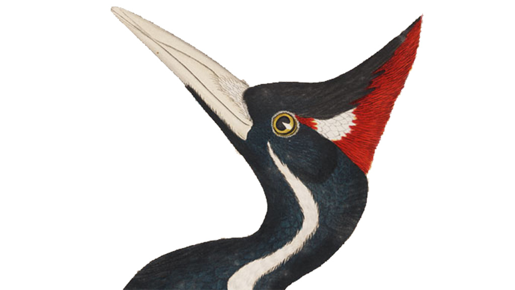 The Case of the Ivory-Billed Woodpecker
