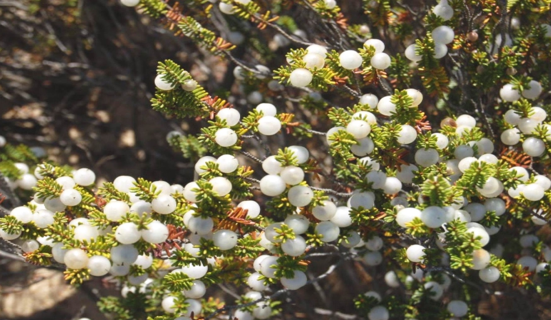 White crowberry female plant with white fruits