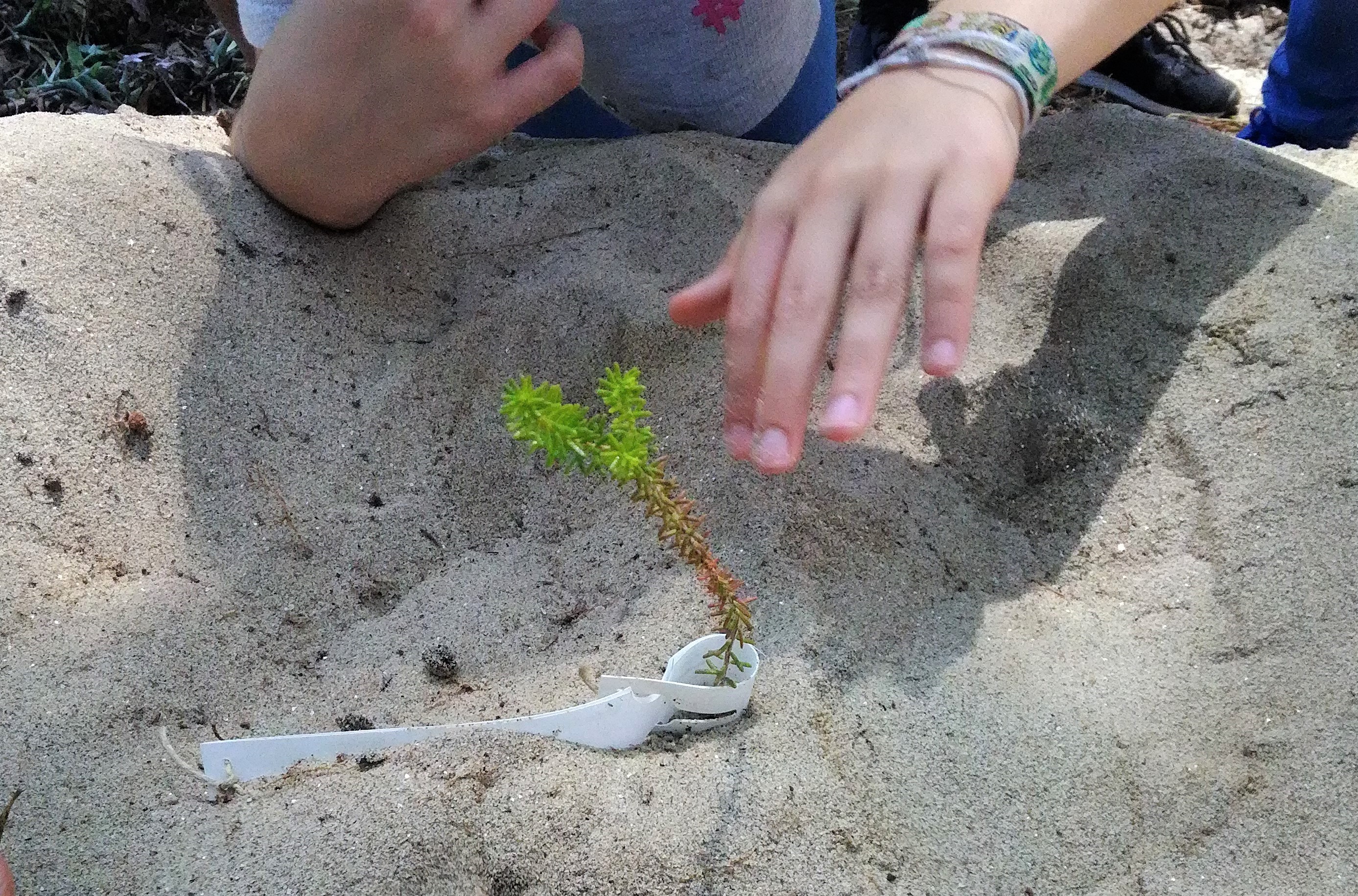 Reintroduced white crowberry plant during the project conservation activity