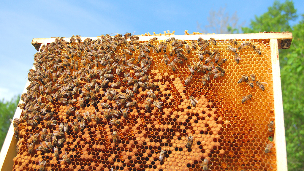 The Buzz about Colony Collapse Disorder