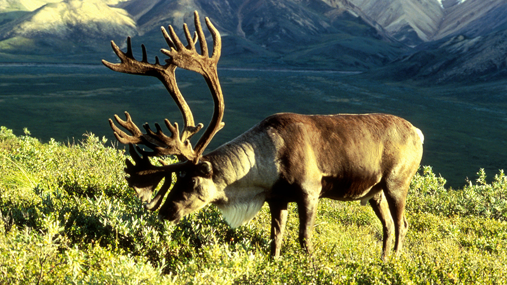 Caribou Conservation Conundrum
