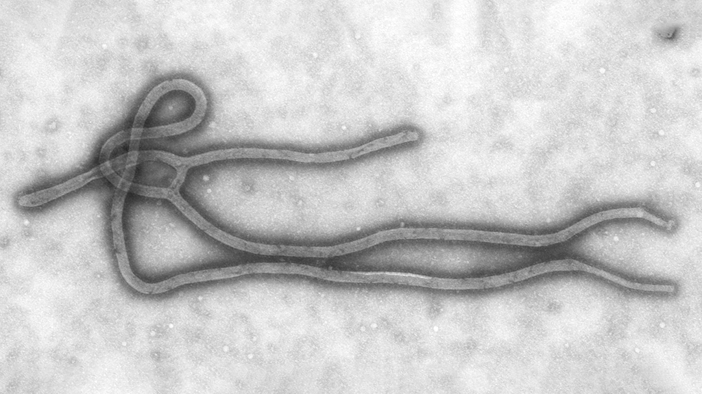 Hunting the Ebola Reservoir Host
