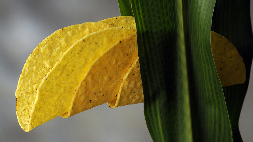 The Case of the Tainted Taco Shells: Advanced Edition