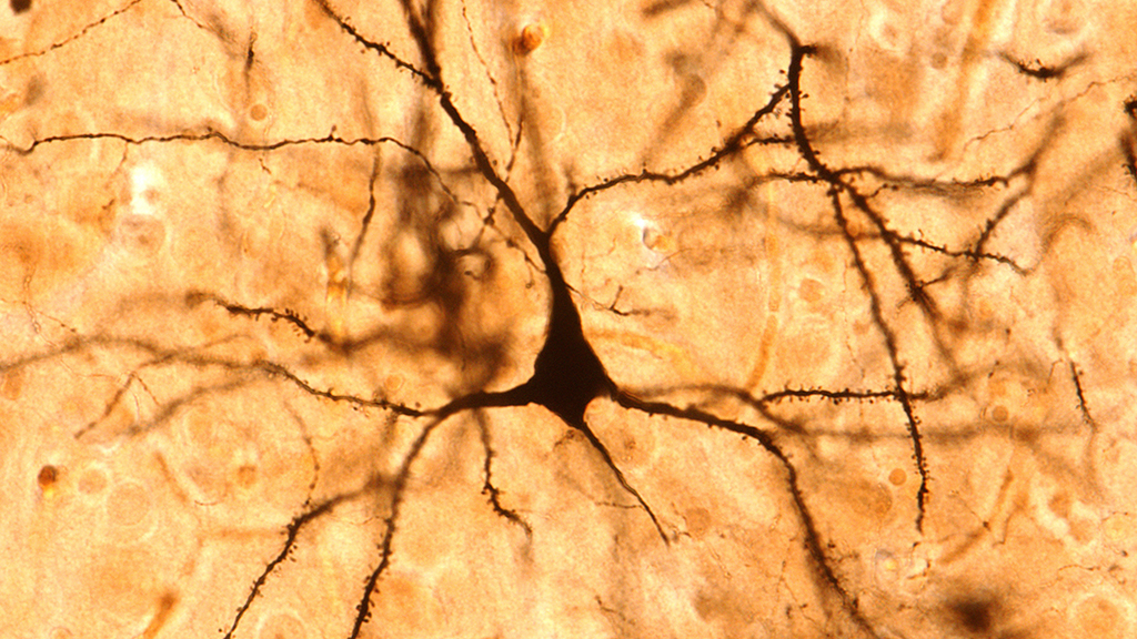 To Be or Not to Be ... an Inhibitory Neurotransmitter