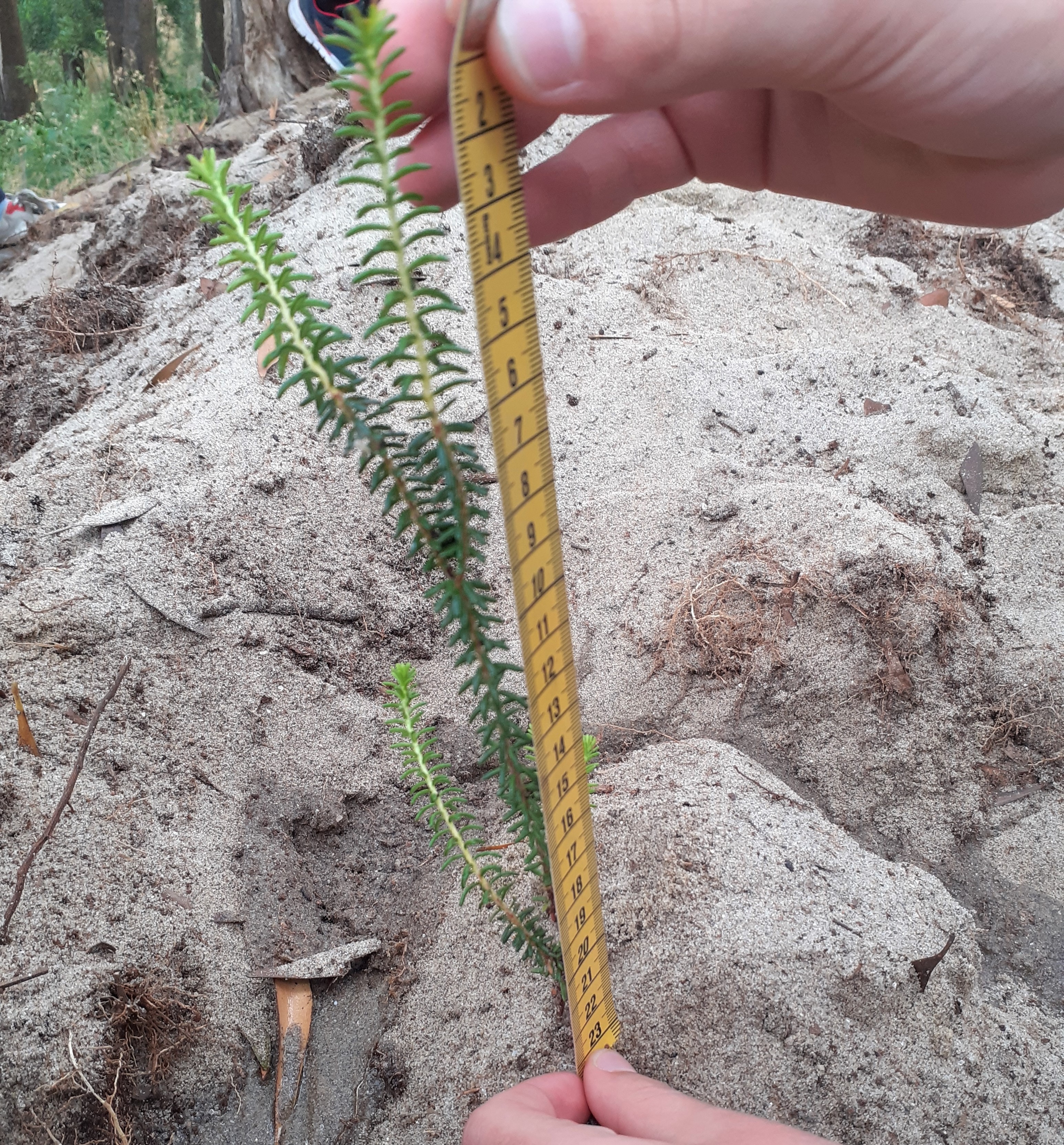 Conservation activity – student measuring growth of a reintroduced plant.