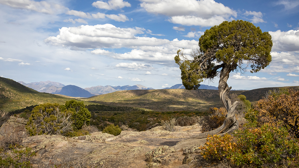 Impacts of Climate Change on Pinyon Pine Cone Production
