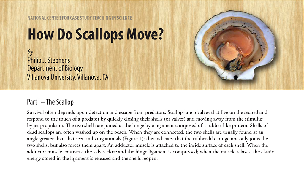 How Do Scallops Move?