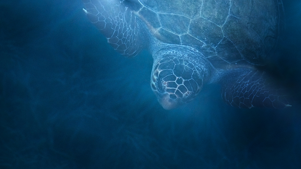 Lost? Ask a Turtle