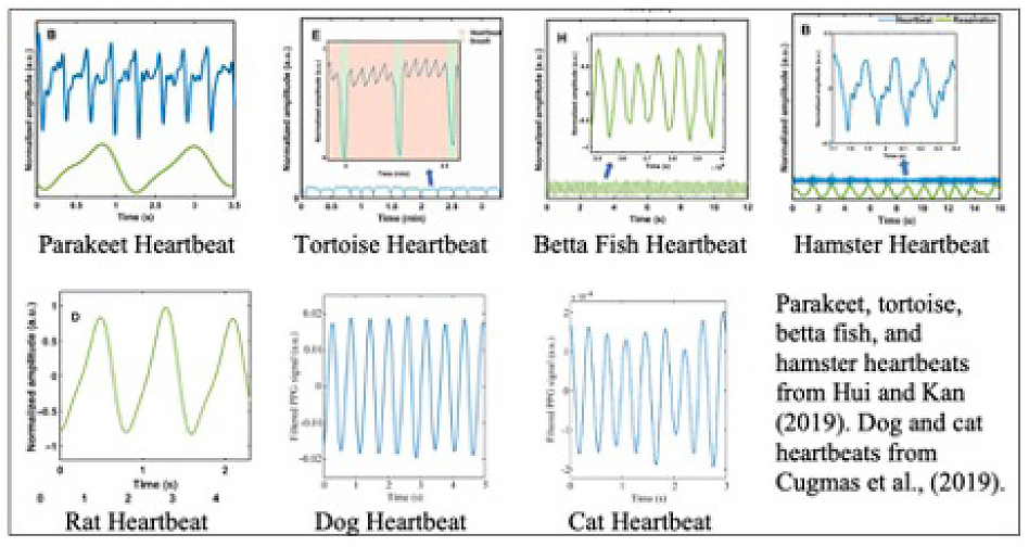 Examples of animal heartbeat plots.