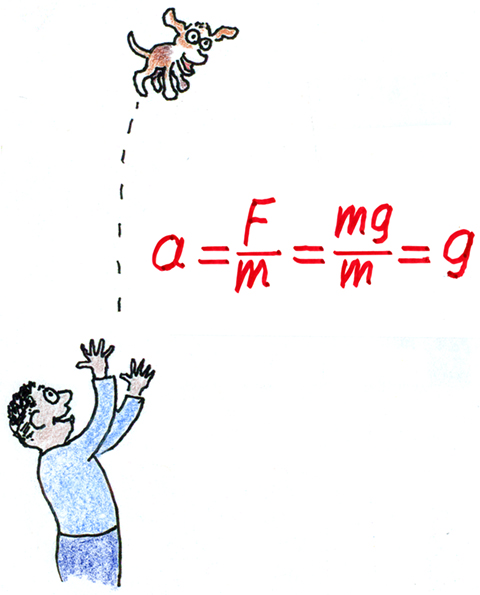 Figure 3. What’s the pup’s acceleration at the top of its trajectory? 