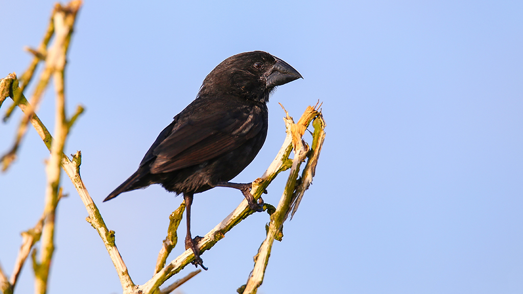 Darwin's Finches and Natural Selection