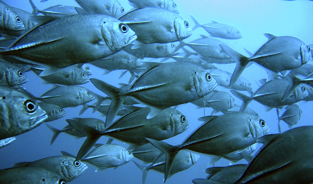Tuna for Lunch?