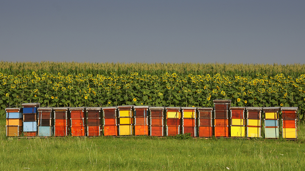 The Case of the Missing Bees